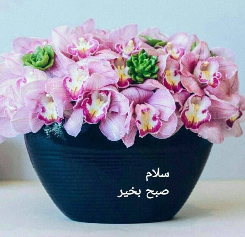 خرید غنچه گل محمدی سایه خشک با بهترین قیمت و بهترین کیفیت