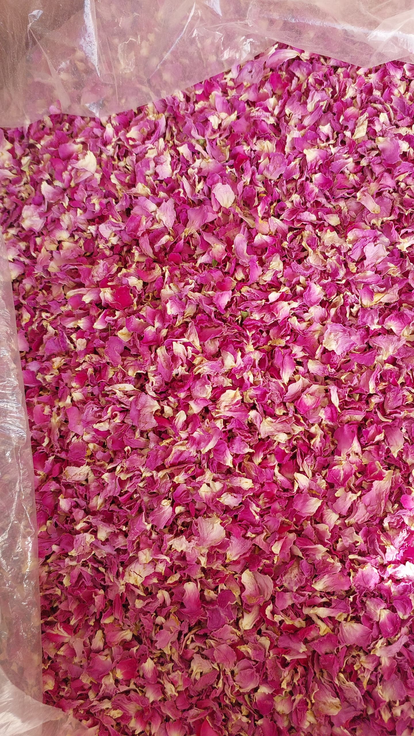 قیمت پر گل محمدی برای گلاب گیری ، خرید عمده با انتخاب اقتصادی