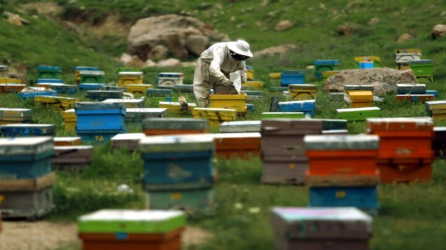 مسیر تولید عسل KAYAN از شهد طبیعت تا محصول نهایی