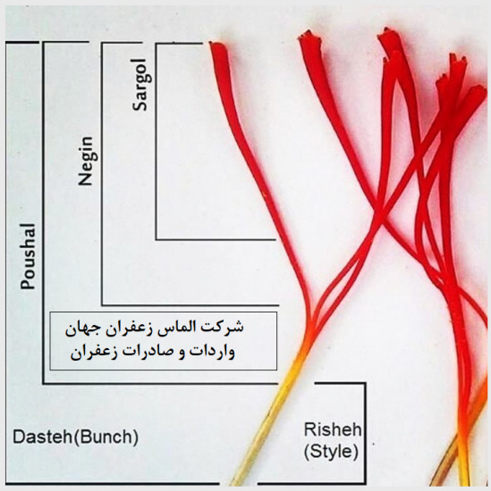 زعفران سرگل اعلاء انتخاب ایده‌آل برای مصارف عمده 2