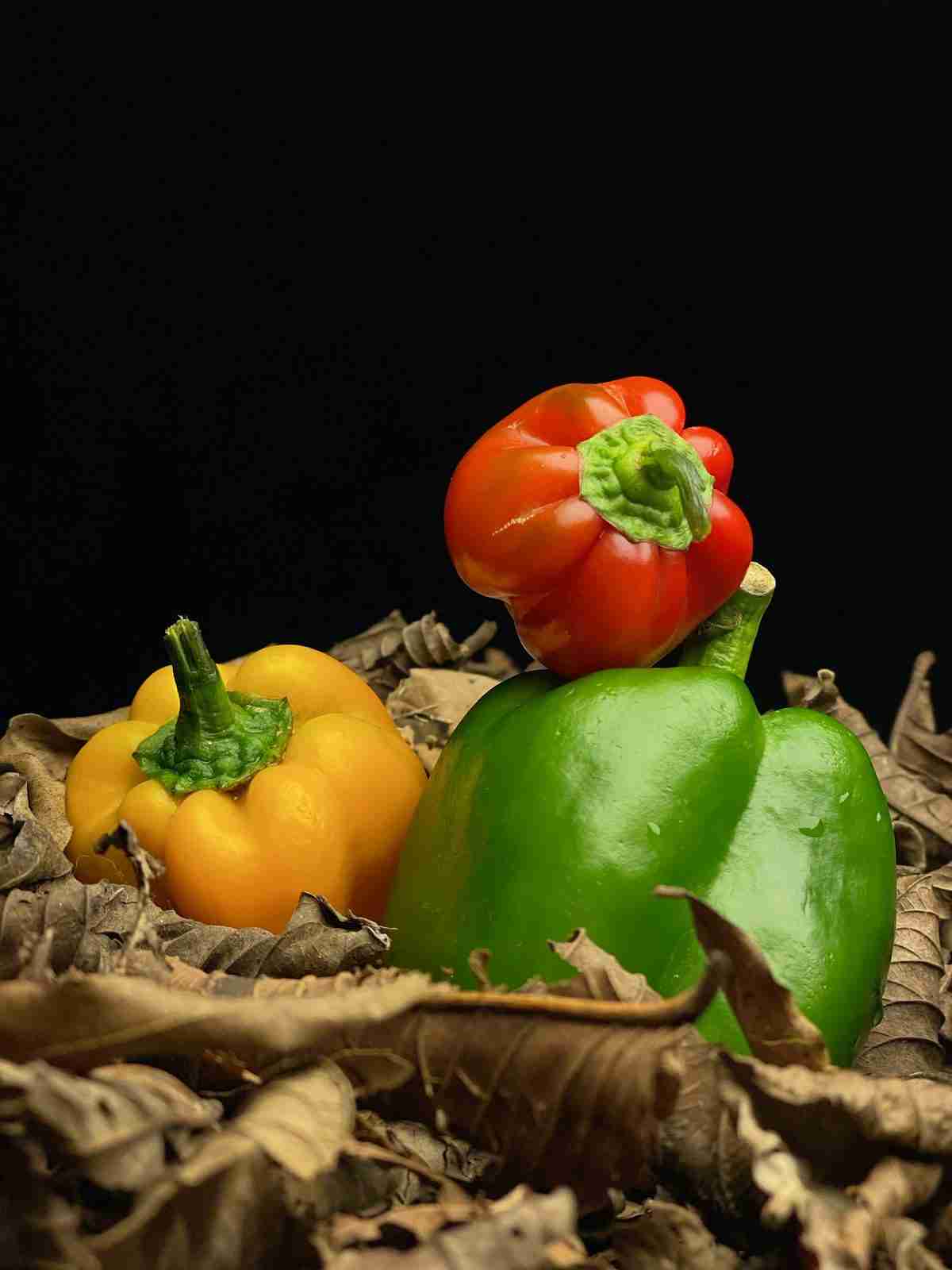 قیمت روز فلفل دلمه‌ای رنگی گلخانه‌ای و شرایط خرید عمده 2