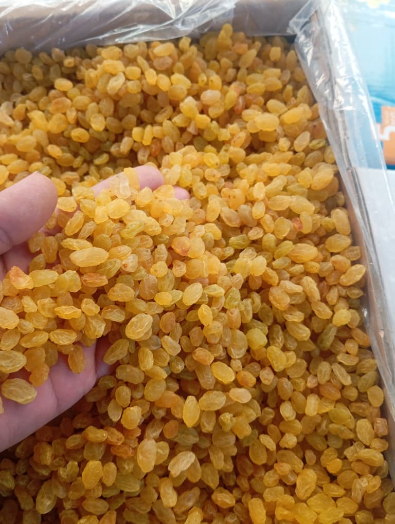 فروش عمده کشمش گلدن