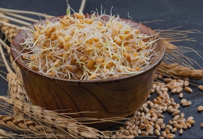 پودر جوانه گندم خالص برای صادرات